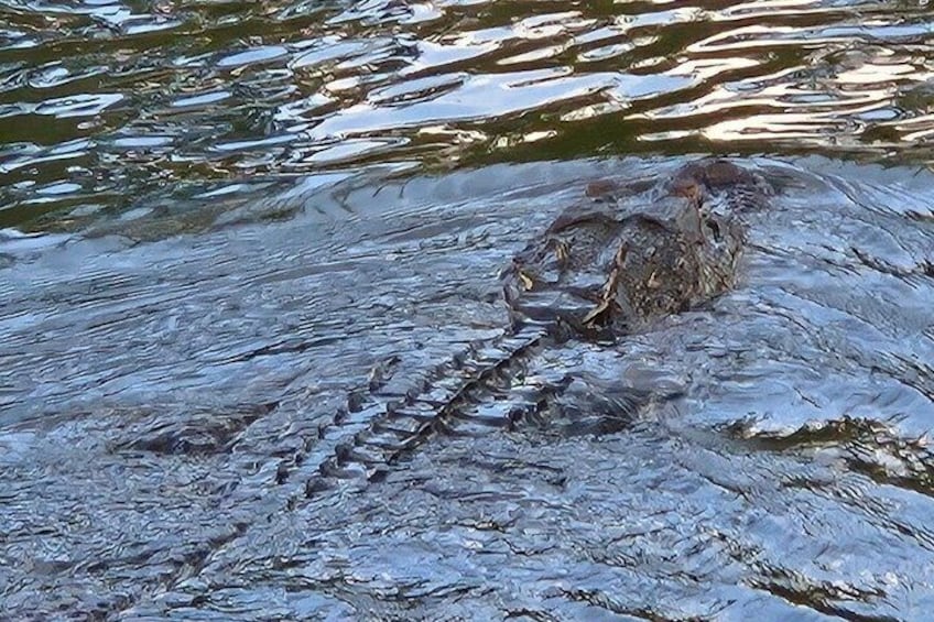 Hungry Gator 3