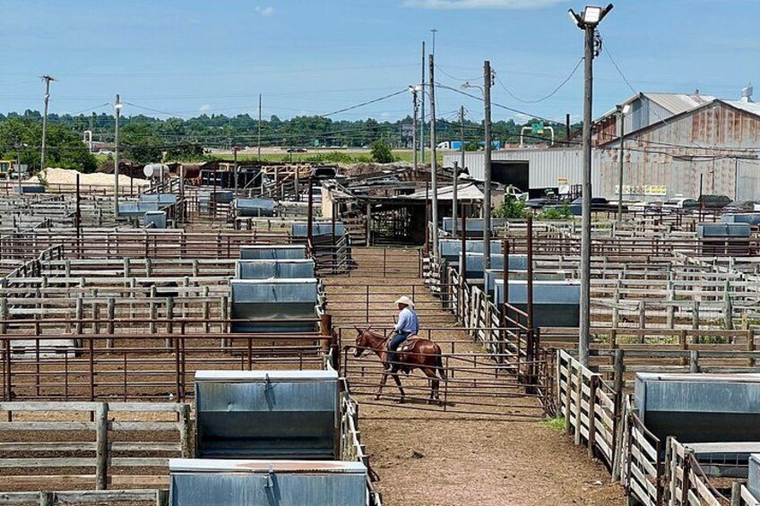 Oklahoma National Stockyards working cattle 3