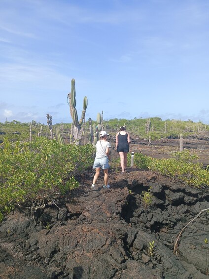 Picture 16 for Activity Full day Lava Tunnels Tour from Isabela Island 4