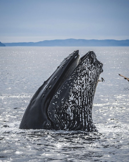 Cape Town: Hermanus Whale Watching Tour 1