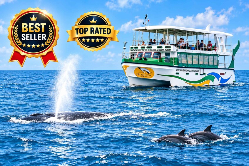 Mirissa Whale & Dolphin Watching Luxury Super Grade Cruiser 1