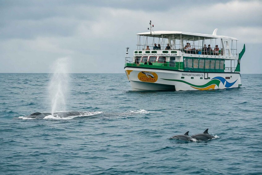 Mirissa Whale & Dolphin Watching Tour with Free Entry Ticket 1
