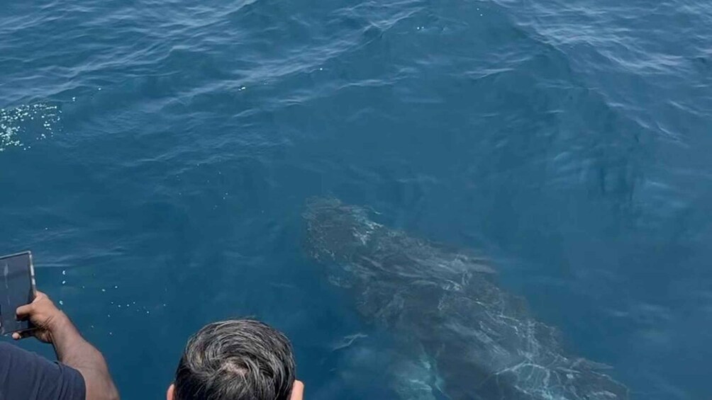 Picture 8 for Activity Mirissa Whale & Dolphin Watching Luxury Super Grade Cruiser 2