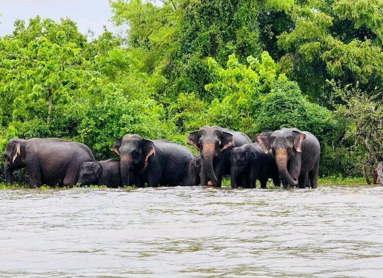 A group of elephants in a river surrounded by dense green foliage. 4