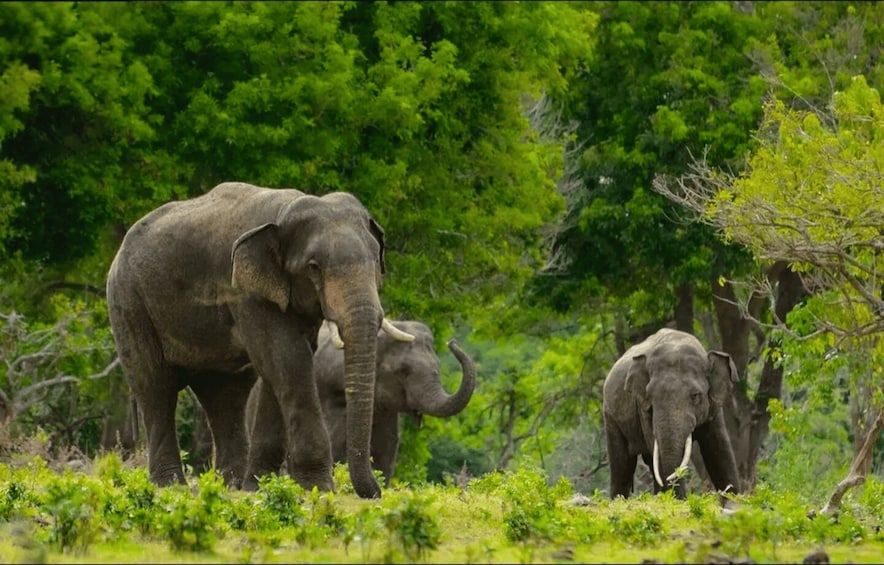 A group of elephants in a grassy area with trees in the background. 2