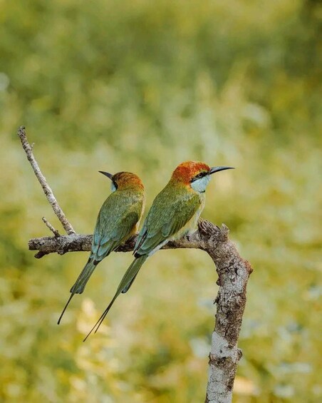 Two birds perched on a branch with a blurred green background. 2