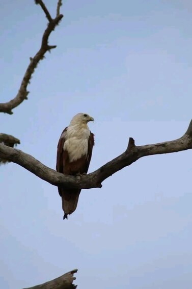 A bird perched on a branch. 3