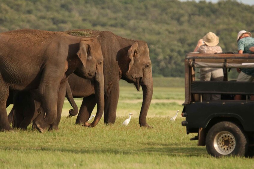 Elephants walking in a grassy field with a vehicle and two people in the background. 5