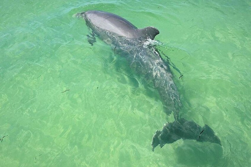 Clearwater Beach Private Pontoon Boat Tours 5