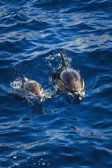 A dolphin swimming in the ocean. 5