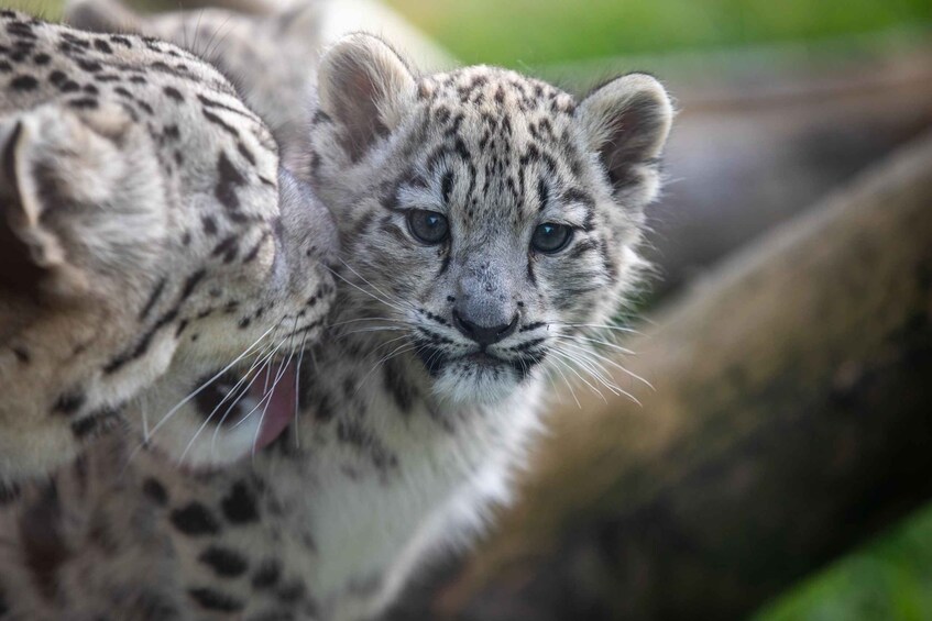 A snow leopard cub with its mother. 1