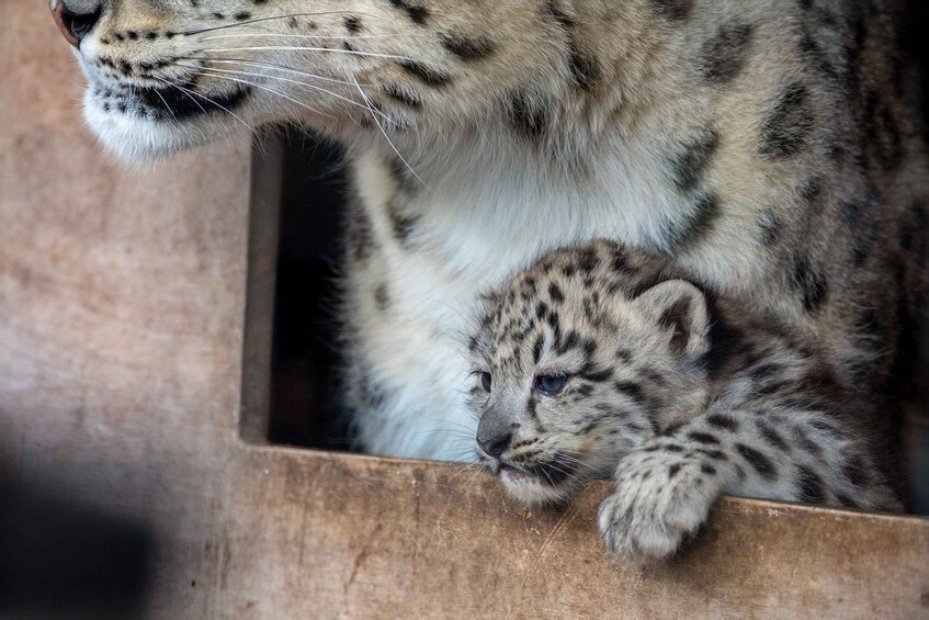 Kingussie: Highland Wildlife Park Entry Ticket 1