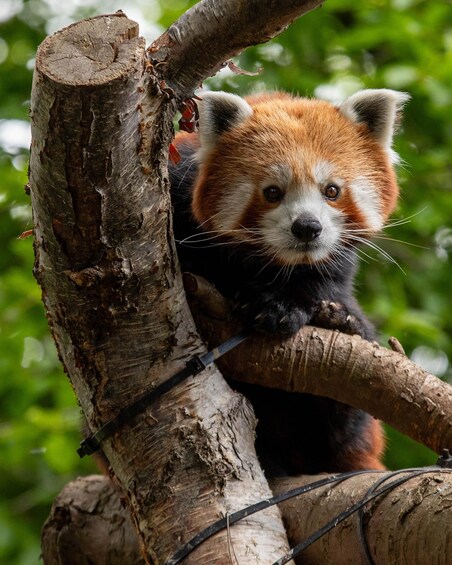 Picture 3 for Activity Kingussie: Highland Wildlife Park Entry Ticket 2