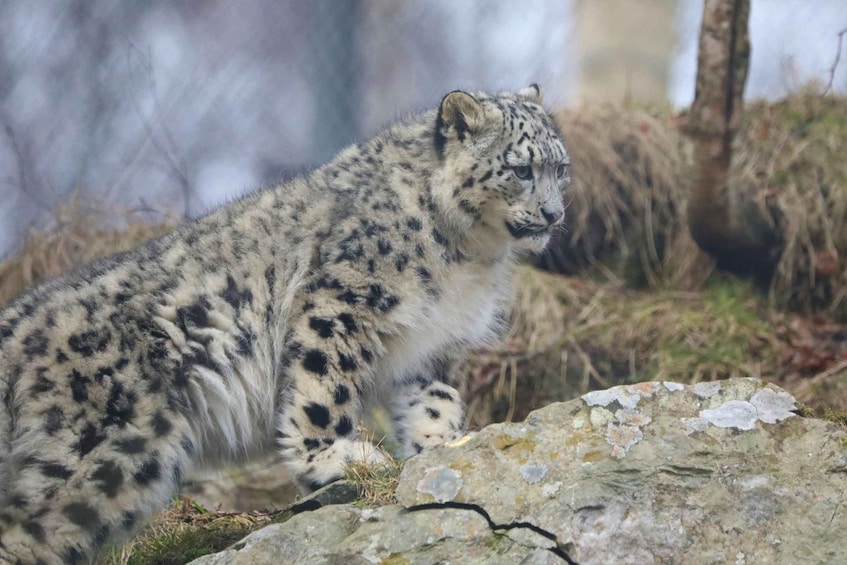 A snow leopard with black spots on its fur, standing on rocky terrain with sparse vegetation. 1
