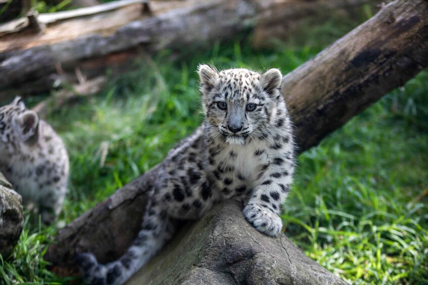 A snow leopard cub resting on a log in a grassy area. 1
