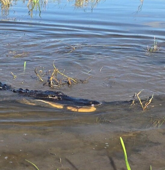 Picture 20 for Activity Everglades: boat tour with transportation& entrance included 2