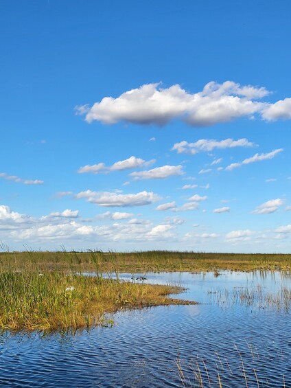 Picture 20 for Activity Everglades: boat tour with transportation& entrance included 5