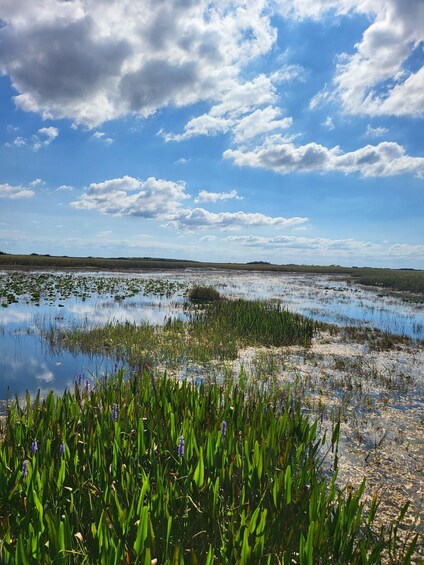 Picture 18 for Activity Everglades: boat tour with transportation& entrance included 3
