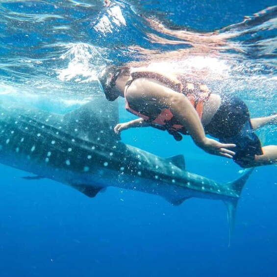 Picture 30 for Activity From Zanzibar: Mafia Island Whale Shark Day Trip & Flight 4