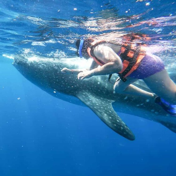 A person swimming with a large marine animal. 5