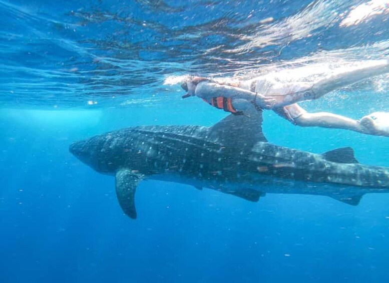 Picture 24 for Activity Zanzibar: Swim with Whale Sharks in Mafia Island & Flight 5