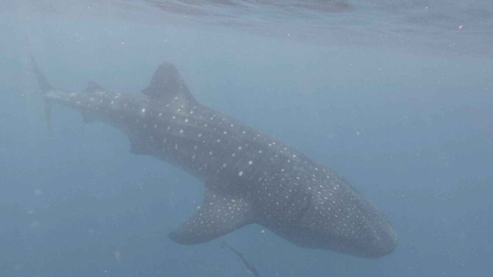 Picture 15 for Activity Zanzibar: Swim with Whale Sharks in Mafia Island & Flight 4