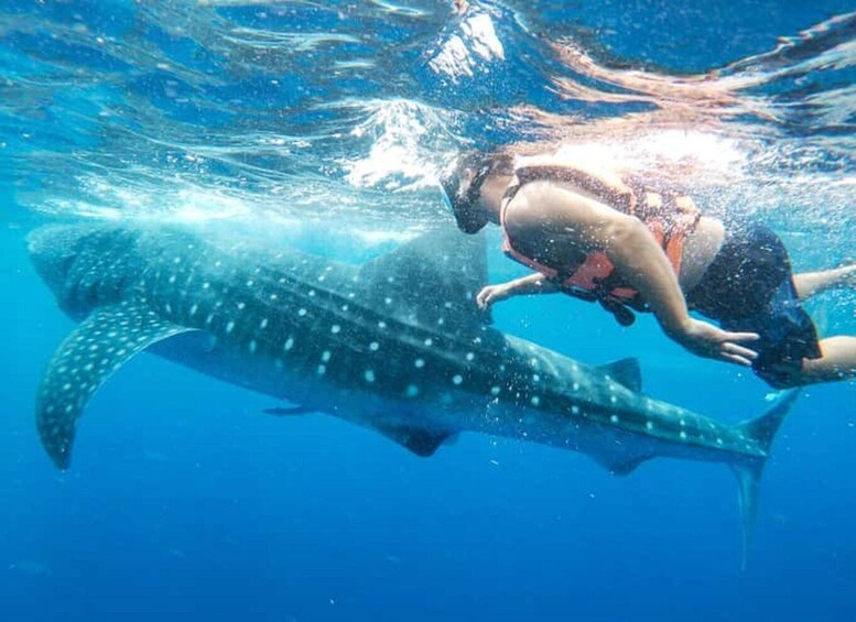 Zanzibar: Swim with Whale Sharks in Mafia Island & Flight 1