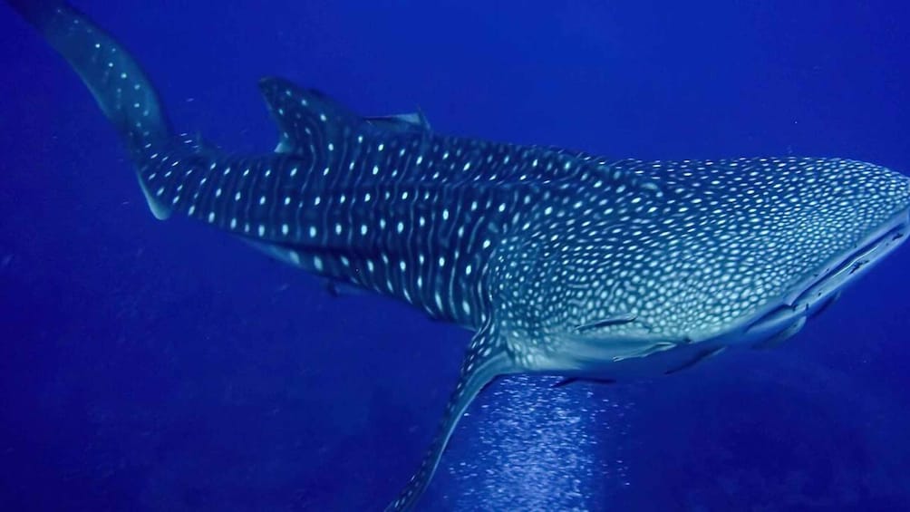 Picture 10 for Activity Mafia whale shark Adventure Flight from Zanzibar 1