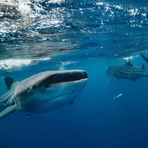 Picture 25 for Activity Zanzibar: Swim with Whale Sharks in Mafia Island & Flight 3