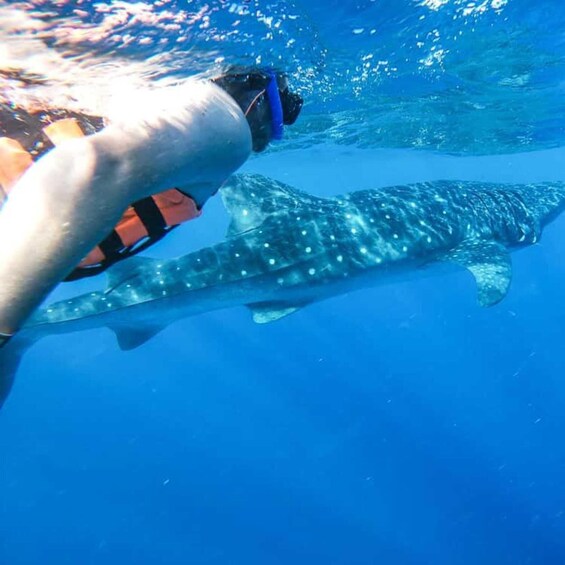From Zanzibar: Mafia Island Whale Shark Day Trip & Flight 2