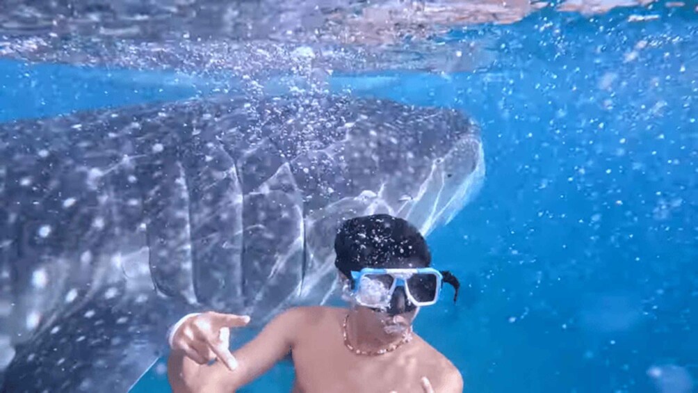 A person snorkeling with a whale shark in a clear blue pool. 5