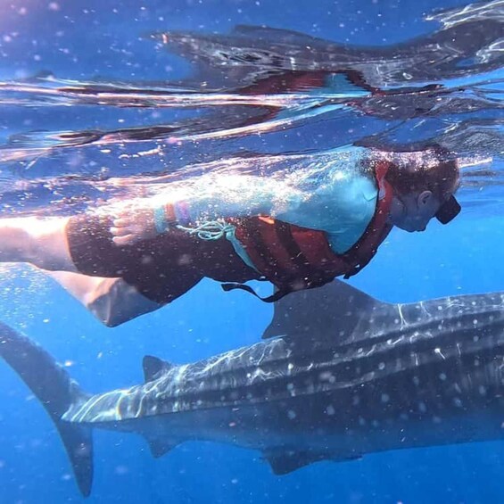 Picture 28 for Activity From Zanzibar: Mafia Island Whale Shark Day Trip & Flight 3