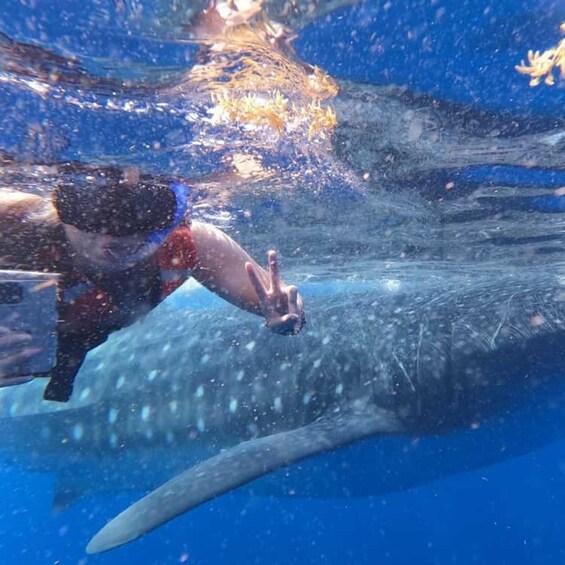 Picture 29 for Activity From Zanzibar: Mafia Island Whale Shark Day Trip & Flight 5