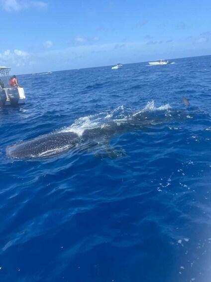 Picture 17 for Activity Zanzibar: Swim with Whale Sharks in Mafia Island & Flight 2