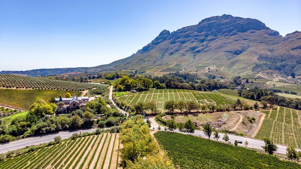 A vineyard with rows of grapevines, a road, and a mountain in the background. 1