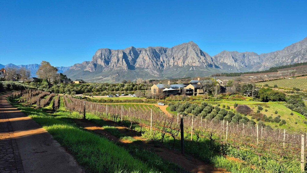 A vineyard with rows of grapevines, a house, and mountains in the background. 5