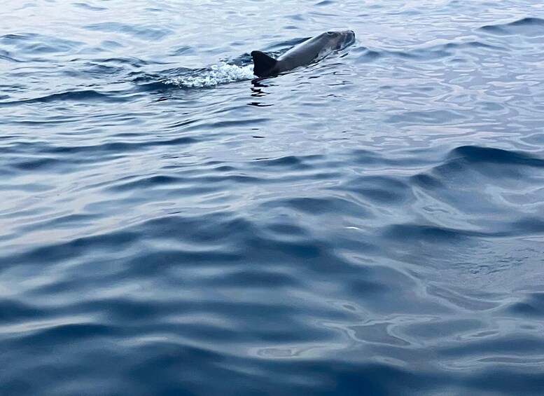 Picture 39 for Activity Private dolphin tour in Poreč, sunset panorama, drinks included. 5