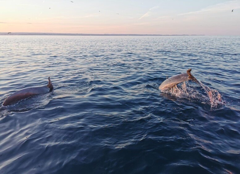 Picture 3 for Activity Private boat trips in Poreč, dolphin watching, panorama, drinks included. 3