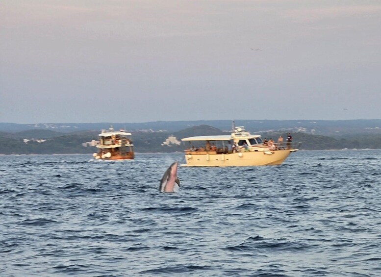 Picture 37 for Activity Private dolphin tour in Poreč, sunset panorama, drinks included. 2