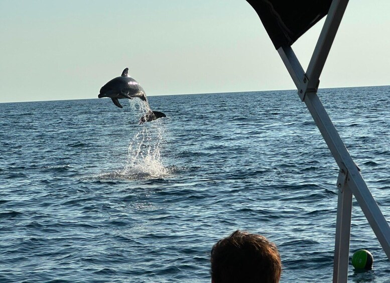 Picture 32 for Activity Private dolphin tour in Poreč, sunset panorama, drinks included. 3