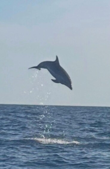 Picture 3 for Activity Private dolphin tour in Poreč, sunset panorama, drinks included. 3