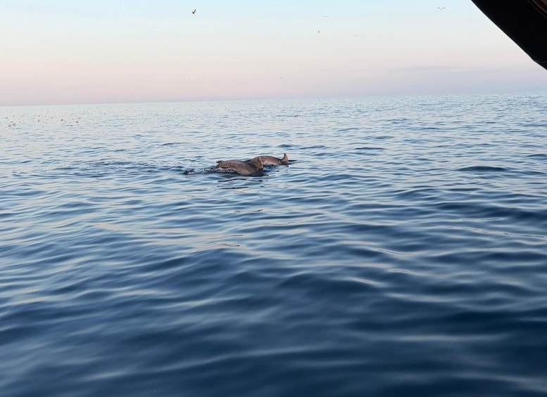 Picture 31 for Activity Private boat trips in Poreč, dolphin watching, panorama, drinks included. 5