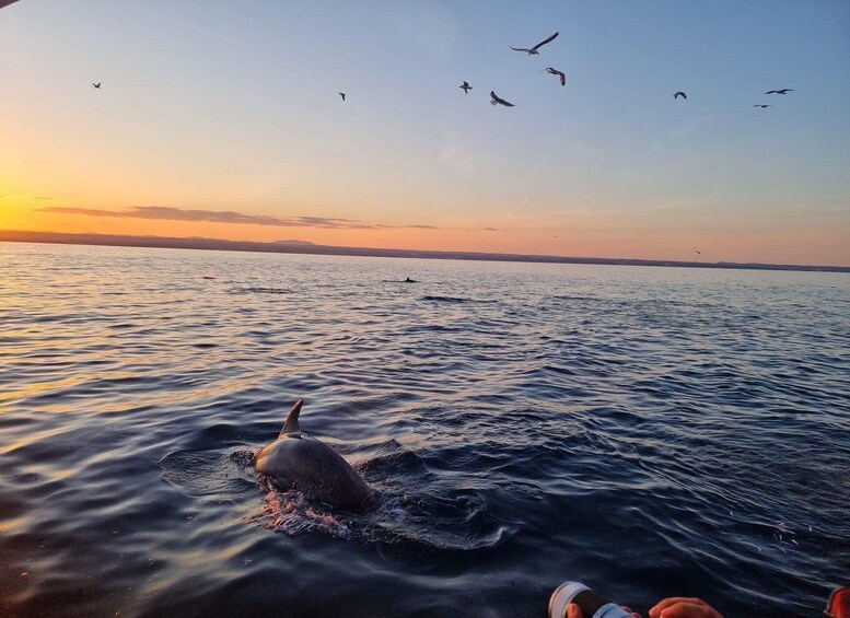 Picture 7 for Activity Private boat trips in Poreč, dolphin watching, panorama, drinks included. 2