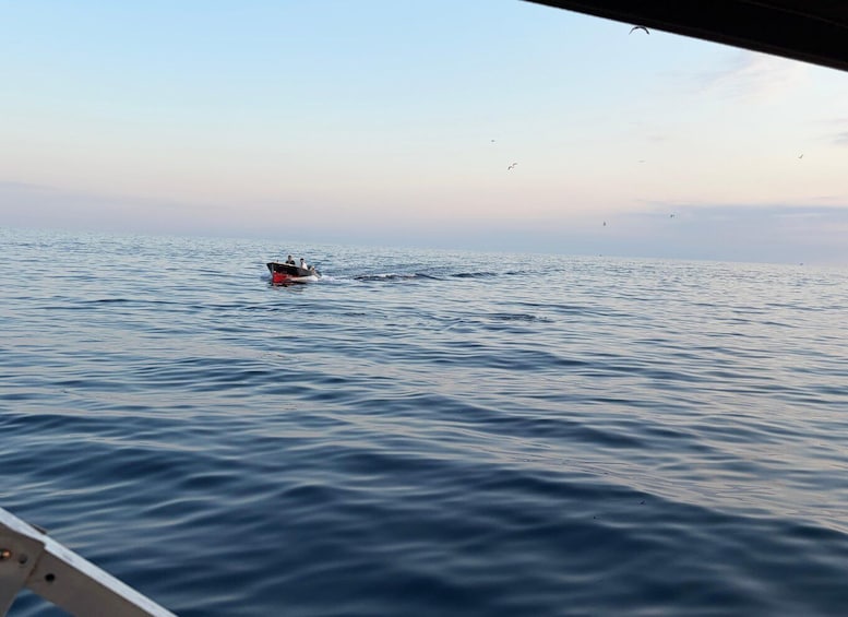 Picture 30 for Activity Private boat trips in Poreč, dolphin watching, panorama, drinks included. 2