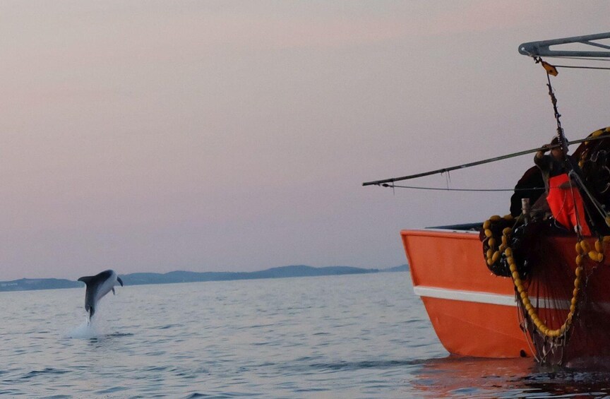 Picture 2 for Activity Private boat trips in Poreč, dolphin watching, panorama, drinks included. 5