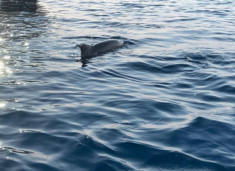 Picture 40 for Activity Private dolphin tour in Poreč, sunset panorama, drinks included. 5