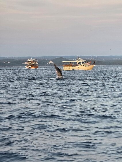 Picture 38 for Activity Private dolphin tour in Poreč, sunset panorama, drinks included. 4