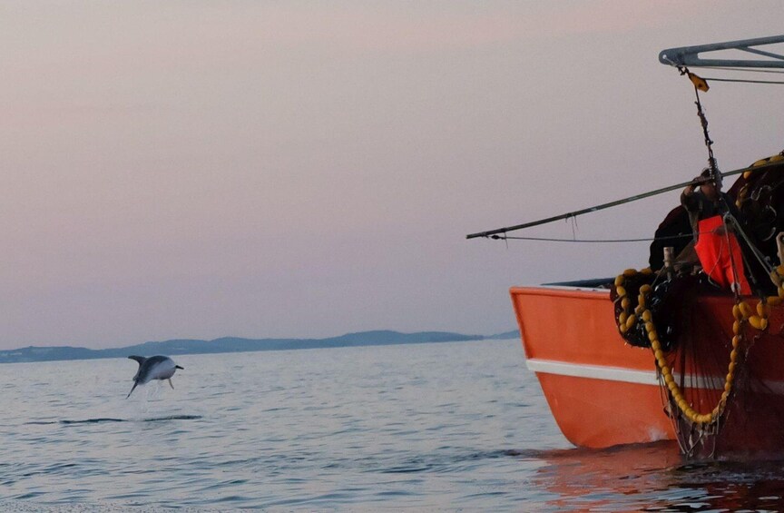 Picture 31 for Activity Private boat trips in Poreč, dolphin watching, panorama, drinks included. 4