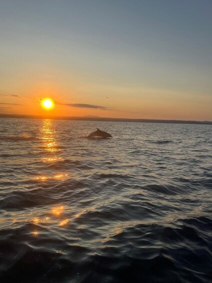 Picture 34 for Activity Private boat trips in Poreč, dolphin watching, panorama, drinks included. 3