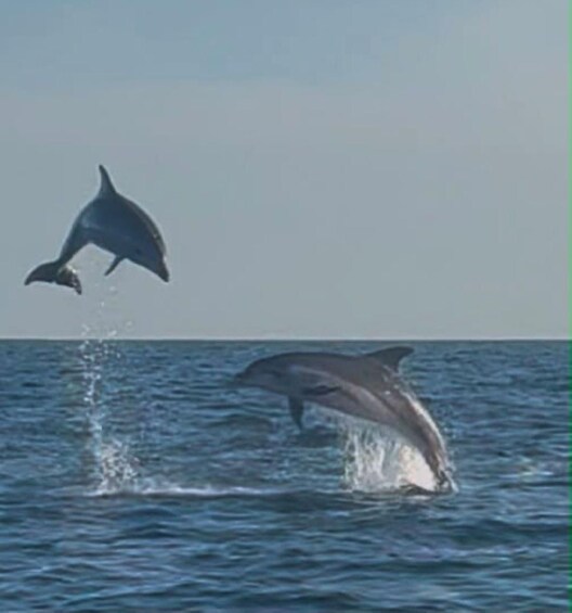 Picture 1 for Activity Private dolphin tour in Poreč, sunset panorama, drinks included. 4